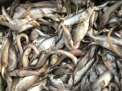 饲料投喂鱼